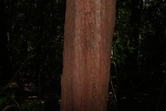 Rhodamnia rubescens