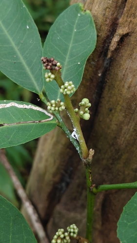Glycosmis pentaphylla, photograph 2