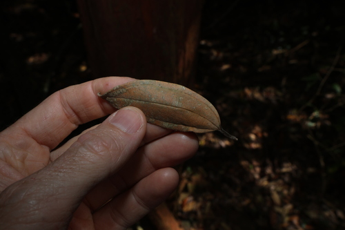 Rhodamnia rubescens, photograph 1