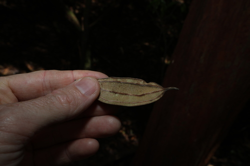 Rhodamnia rubescens, photograph 2