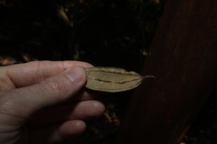(c) Greg Tasney, some rights reserved (CC BY-SA) Rhodamnia rubescens, photograph (c) Greg Tasney, some rights reserved (CC BY-SA)