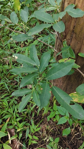 Glycosmis pentaphylla, photograph 3