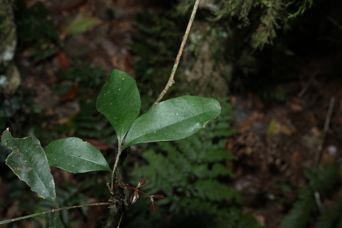 Guioa semiglauca