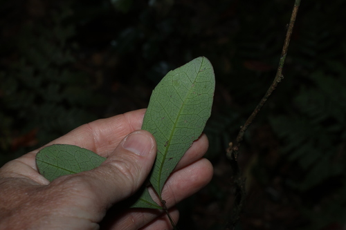 Guioa semiglauca, photograph 1