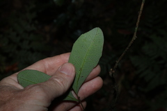 Guioa semiglauca, photograph (c) Greg Tasney, some rights reserved (CC BY-SA)