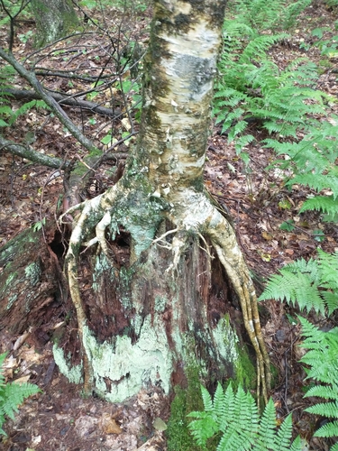 Betula alleghaniensis, photograph 6