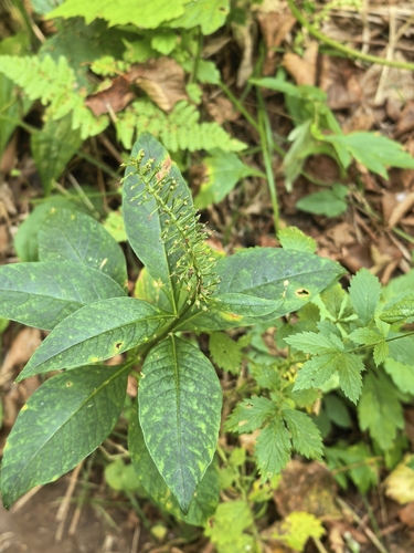 Lysimachia clethroides observed 2026-09-18