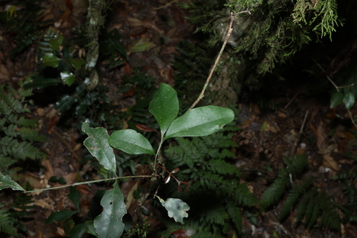 Guioa semiglauca, photograph 2