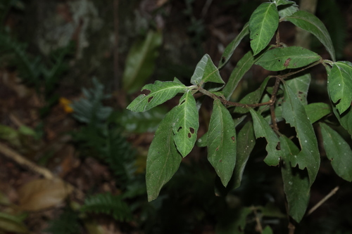 Psychotria loniceroides, photograph 6
