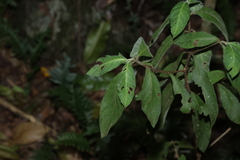 Psychotria loniceroides, photograph (c) Greg Tasney, some rights reserved (CC BY-SA)