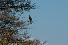 Microcarbo africanus