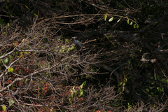 Microcarbo africanus