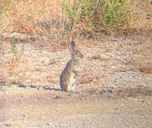 European Rabbit