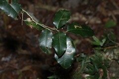 Drypetes deplanchei
