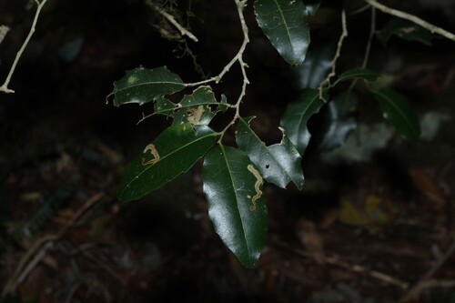 Drypetes deplanchei, photograph 1