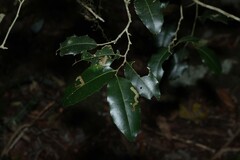 Drypetes deplanchei, photograph (c) Greg Tasney, some rights reserved (CC BY-SA)