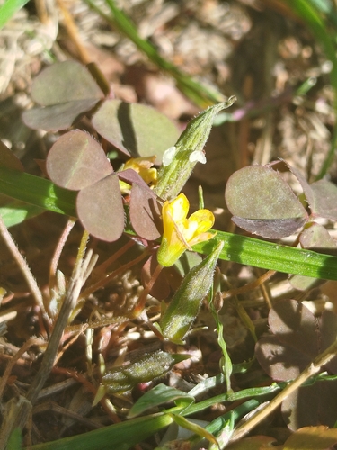 Creeping Woodsorrel