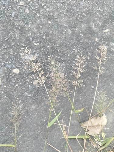 Eragrostis tenella, photograph 1