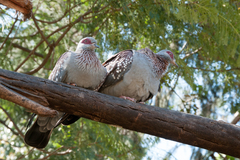 Columba guinea