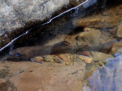 Salvelinus fontinalis fontinalis