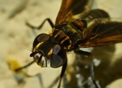 Galactomyia