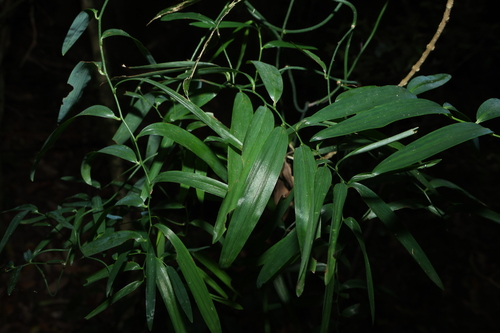 Geitonoplesium cymosum, photograph 2