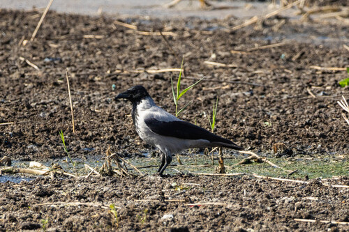 Hooded Crow