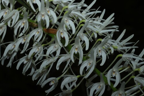 Dendrobium speciosum, photograph 6