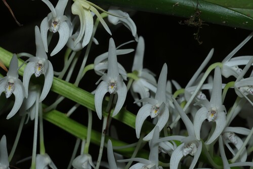 Dendrobium speciosum, photograph 5