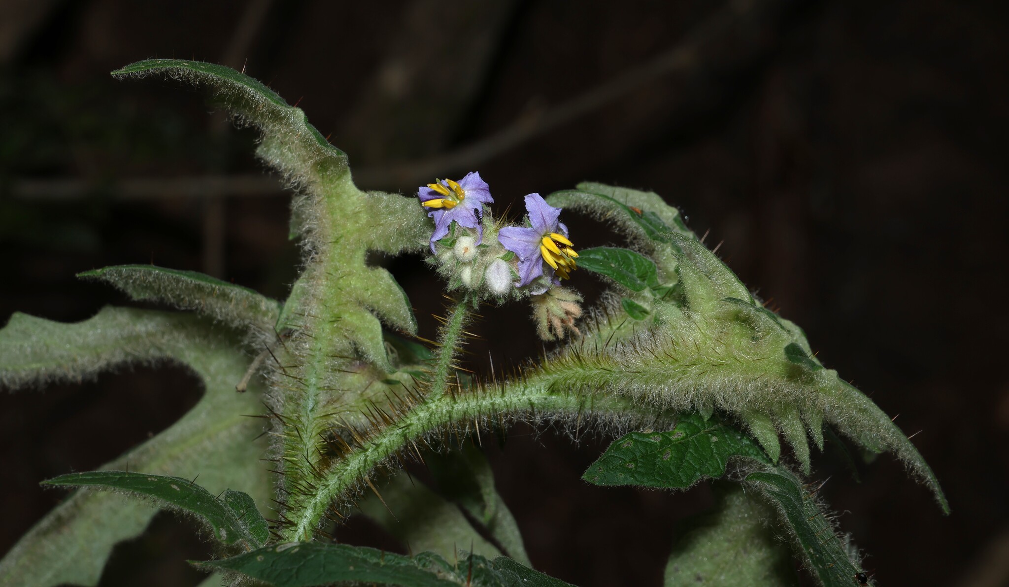Solanum semiarmatum