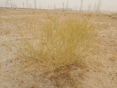 Haplophyllum tuberculatum