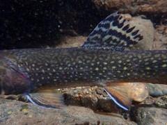 Salvelinus fontinalis fontinalis