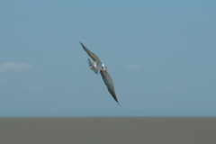 Chlidonias leucopterus