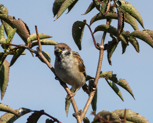 Eurasian Tree Sparrow