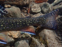 Salvelinus fontinalis fontinalis