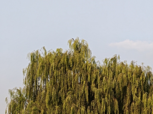 Oriental Magpie