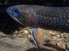 Salvelinus fontinalis fontinalis