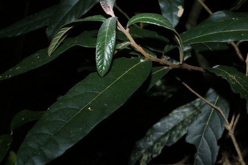 Cryptocarya obovata