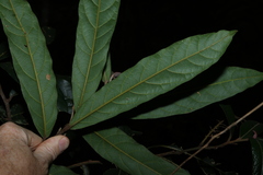 Cryptocarya obovata, photograph (c) Greg Tasney, some rights reserved (CC BY-SA)