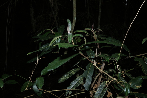 Cryptocarya obovata, photograph 2