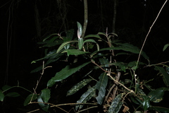 Cryptocarya obovata, photograph (c) Greg Tasney, some rights reserved (CC BY-SA)