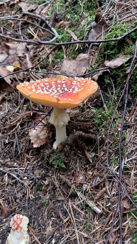 Fly Agaric