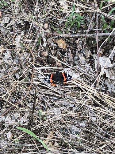 Red Admiral