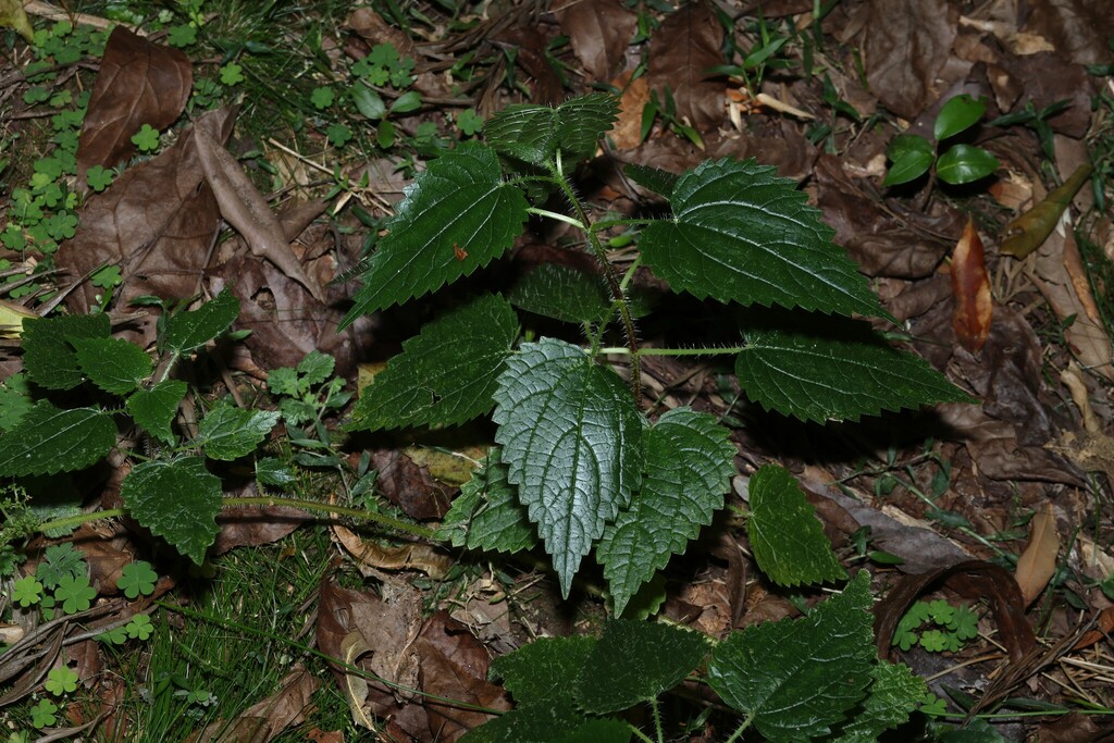 Urtica incisa; photograph (c) Greg Tasney, some rights reserved (CC BY-SA)
