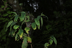Trema tomentosum, photograph (c) Greg Tasney, some rights reserved (CC BY-SA)