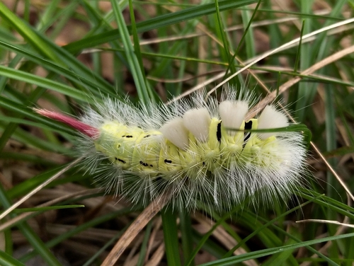 Pale Tussock Moth
