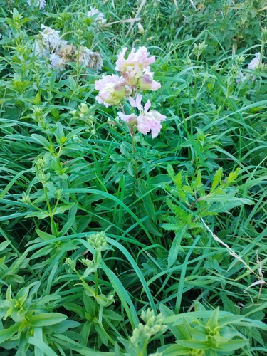 common soapwort