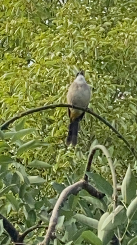 Brown-breasted Bulbul