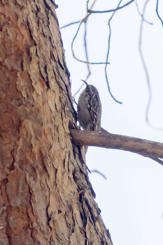 Short-toed Treecreeper