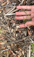 Dichanthelium patentifolium